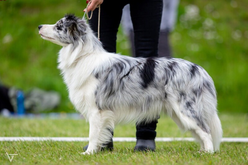 78_Jolly Joliet Magic Bond_VP1 Best Puppy_3